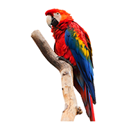 Bird/Parrot